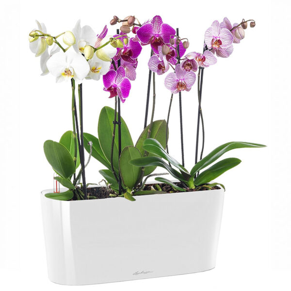 Нежный микс из Орхидей в белом кашпо LECHUZA с автополивом, высота композиции 60 см