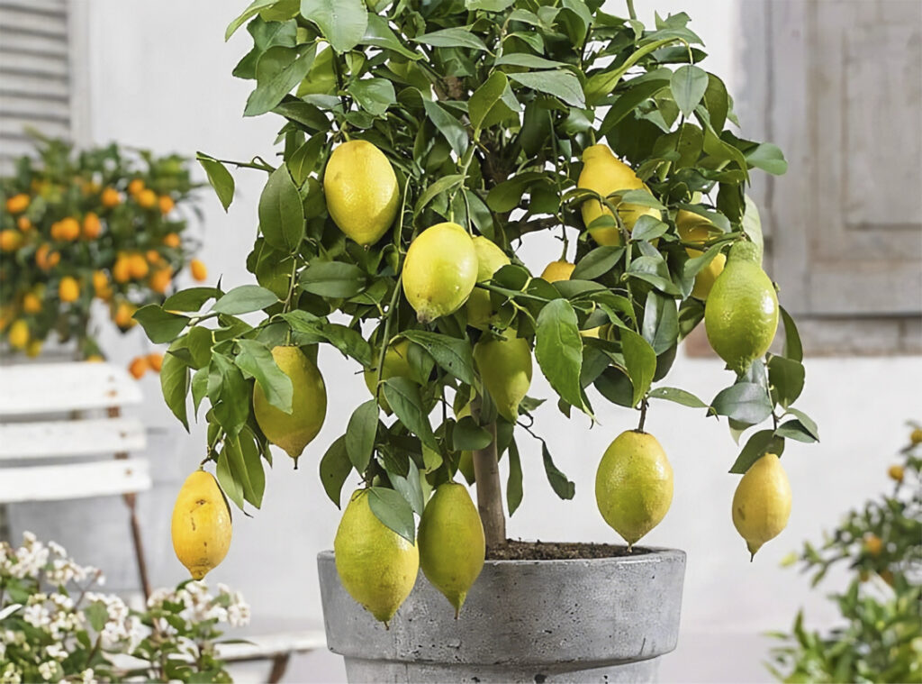 Пересадка лимонного дерева