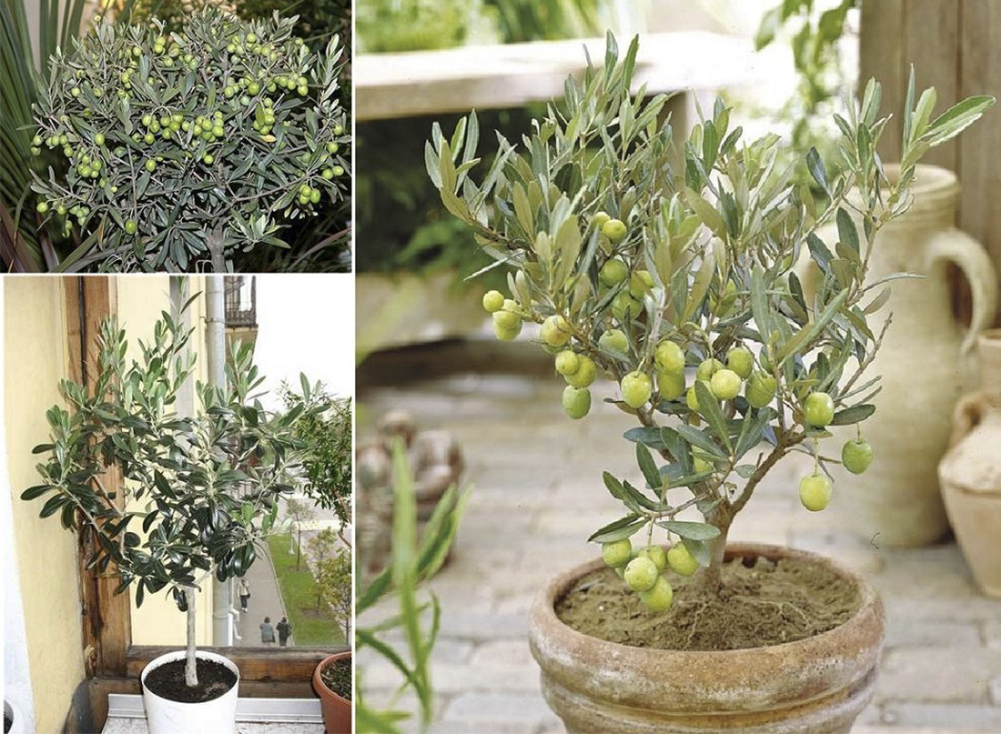 Как пересаживать оливковое дерево