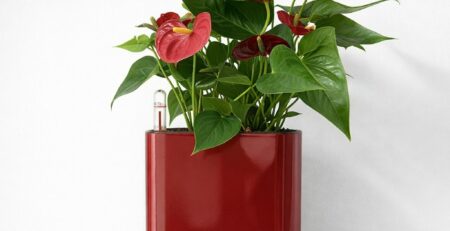 Красное кашпо с цветком