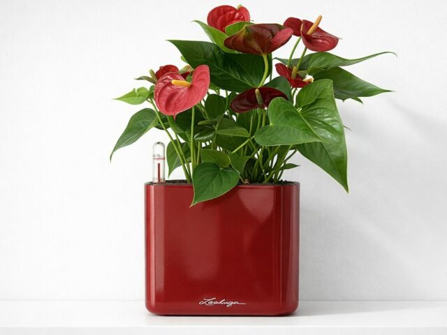 Красное кашпо с цветком