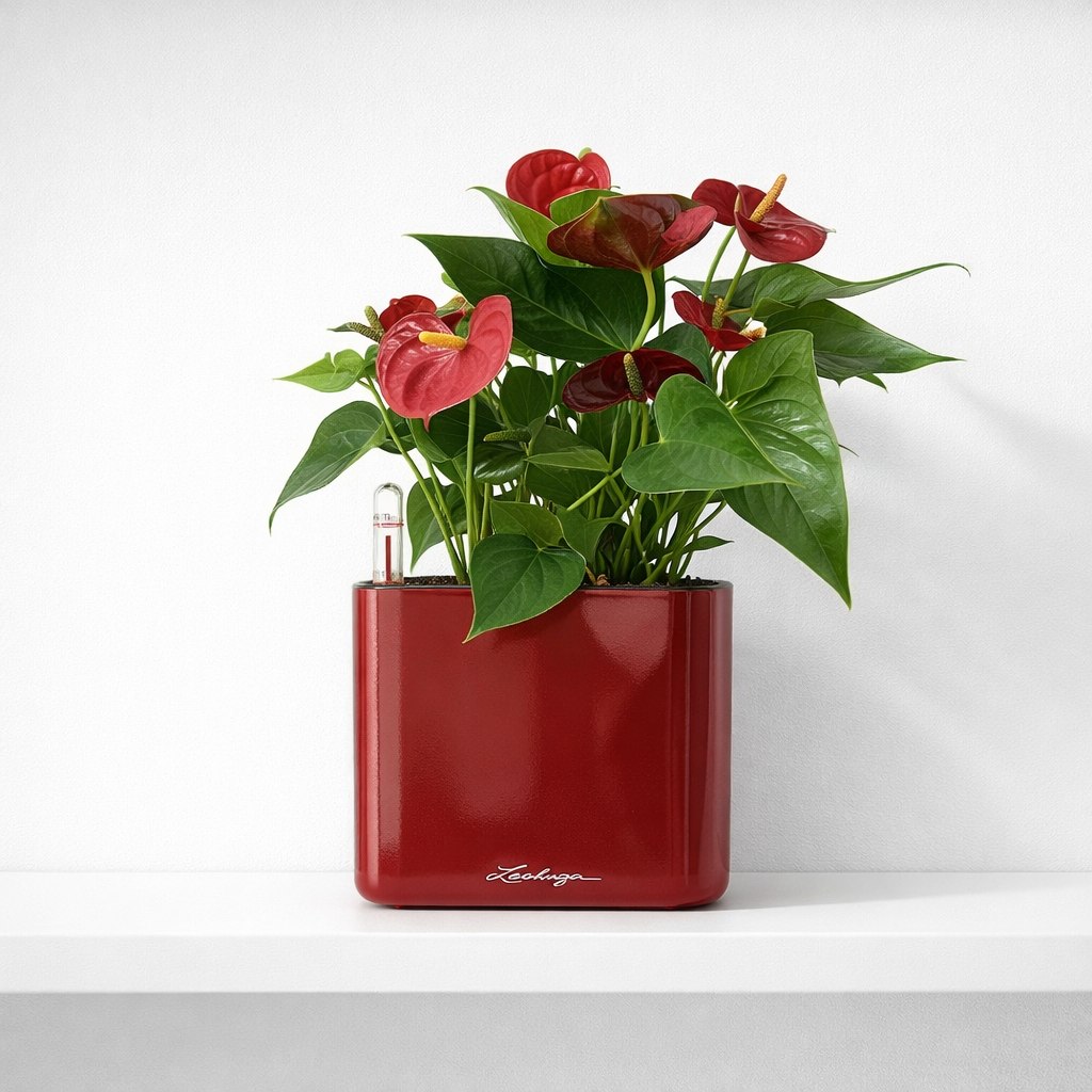 Красное кашпо с цветком
